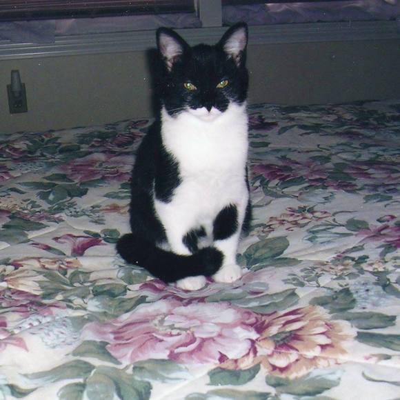 angelcats777
